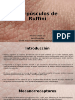 Corpúsculos de Ruffini