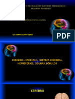 Clase 6 SNC Cerebro Lobulos Cisuras