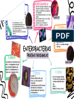 Practicas 4 Enterobacterias