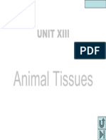 Animal Tissues