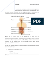 2.3 Digestive System