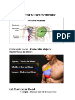 Chest Muscle Theory