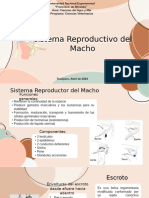 Aparato Reproductor Del Macho