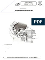 Anatomia - Sist Reproduc. Masculino - Temas Selectos