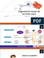 Organizacion Tisular de Los Seres Vivos CLASE 5