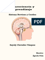 Organizador Gráfico Sistema Nervioso y Cerebro Chevalier Sayuly