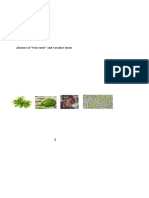 Chlorella Chlamydomonas Spirogyra Chara Ulva Sargassum