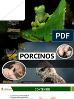 Porcicultura 2024