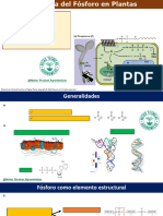 Fisiolog A Del F Sforo en Plantas 1713029208