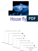 Housefly