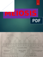 Meiosis