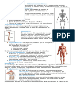 Taller Sistema Locomotor