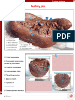 Practical Anatomy - Ibl