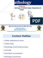 PATHOLOGY - 02 - Cellular Responses To Stress