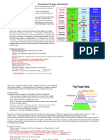 Kami Export - Pyramid - of - Energy - Worksheet