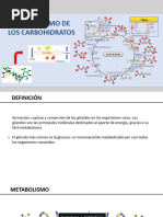 Metabolismo de Los Carbohidratos