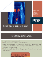 Sistema Urinário