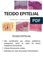 Tecido Epitelial