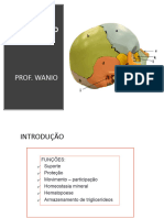 Cópia de SISTEMA ESQUELÉTICO 