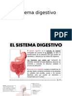 Sistema Digestivo 4 24 Junio