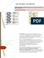 Acidos Nucleicos