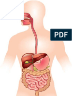 1.1diapositivas Sistema Digestivo