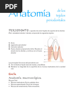 Anatomia Perio