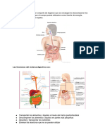 El Sistema Digestivo