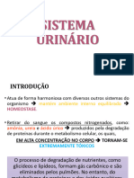 Sistema Urinário.