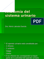 Anatomia Del Sistema Urinario