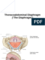 Diaphragm