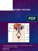 Excretory System