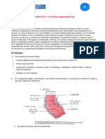 TP N 6 Sistema Cardiovascular Morfología 2023