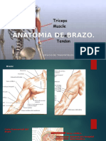 Anatomia de Brazo y Codo