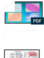 Second Grade / Collage of Dentistry Collage of Osouladeen Lecture - 2 Respiratory System /part 1 2022-2021