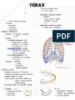 Anatomía