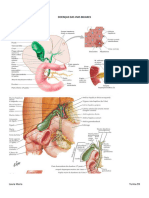 Doenças Das Vias Biliares