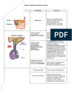 Cuadro Sistema Endocrino