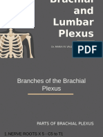 Brachial and Lumbar Plexus