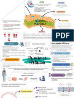 Mapas Mentais de Biofísica