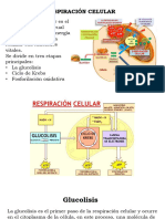 Respiracion Celular