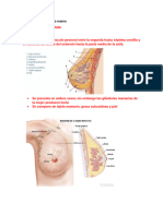 Anatomía Básica de La Mama