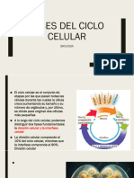 Fases Del Ciclo Celular