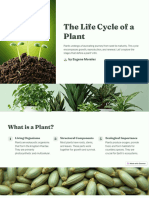 The Life Cycle of A Plant