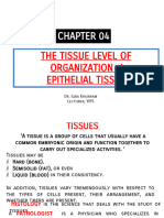 Final Epithelial Tissues