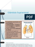 Glandula Suprarrenal.