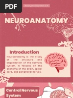 Neuroanatomy