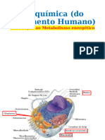 Metabolismo Energetico