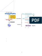 Protein Synthesis