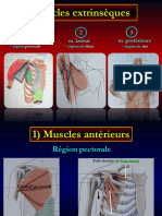 FMPG 2023 2 Muscles de La Région Thoracique